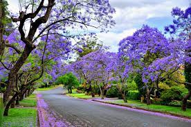 Great tree to purchase for resale or enhancing any yard. Goin Down Jacaranda Street Driving Through The Town Of Parramatta I Looked Down This Street And It Took M Jacaranda Tree Beautiful Tree Wonders Of The World