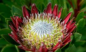 Image result for Protea