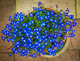 Check spelling or type a new query. Small Flowers That Make A Big Impact Impressive Plants With Small Flowers