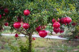 Gardening 101 Pomegranate Kier Holmes Skylake Ranch