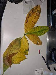 Money Tree Leaves Turning Yellow And Falling Off Why Is My Tree Sick Gardening Garden Diy Ho Plant Leaves Turning Yellow Plant Leaves Turning Money Trees