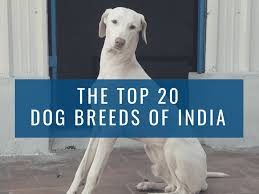 Golden retriever is one of the most popular dogs in india. Top 20 Indian Dog Breeds Purchasing Price And Care Pethelpful