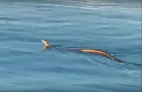 Entdecken sie 5650 bewertungen von reisenden, authentische fotos und das am häufigsten verwendete hotels am meer in beste kroatien hotels am meer, europa. Kroatien Touristen Filmen 2 5 Meter Lange Schlange Im Meer Video Kosmo