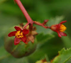 Image result for Jatropha schlechteri