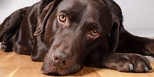 Do Chocolate Labs Have Shorter Lifespans Because Of Their Coat Color