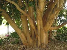 Image result for Elaeodendron croceum