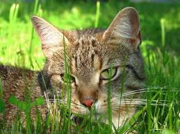 We did not find results for: Est Ce Que La Moustache Des Chats Repousse