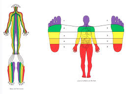 Ageless Foot Zone Therapy Foot Chart For Massage Footzone