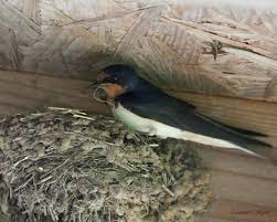 Barn Swallow Birds That Make Mud Nests Female Barn Swallow Building Nest Oklahoma Bird Red Blue Nest Natureok Teamcanon Barn Swallow Rain Photography Bird