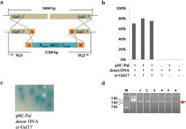 Cpf1 is reportedly more specific than cas9 (10, 11). Self Cloning Crispr Cpf1 Facilitated Genome Editing In Saccharomyces Cerevisiae Bioresources And Bioprocessing Full Text