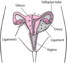 Pathogenetic implications of the anatomic distribution. Endometriosis Women S Health Issues Msd Manual Consumer Version