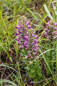 Image result for Brachycorythis ovata