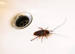 Check spelling or type a new query. 10 Bugs That Are Living In Your House And How To Get Them Out Bob Vila
