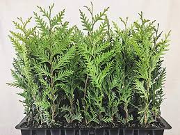 Image result for cuttings thujas