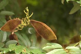 Image result for Millettia grandis