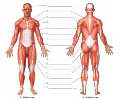 Skeletal muscles move our bodies in space. Chapter 3 Major Muscles Of The Body Diagram Quizlet