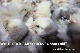 We did not find results for: White Plymouth Rock Chicken Baby Chicks For Sale Cackle Hatchery