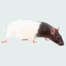 How do you spell 'rat bastard'? Mouse Definition From The Computers Topic Computers