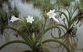 Image result for Crinum paludosum