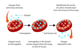 A normal healthy person should be able to achieve normal blood oxygen saturation levels (spo2) of 94% to 99%. Oxygen Saturation Normal Values Measurement Cosinuss