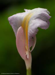 Image result for Aframomum spiroligulatum