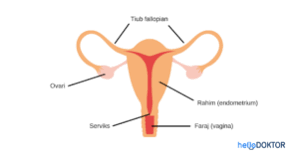 Perembesan fsh pada tahap awal dalam kitaran haid adalah penting bagi sistem pembiakan untuk berfungsi dengan baik. Memahami Kitaran Haid Dengan Mudah 1 Hello Doktor
