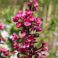 Check spelling or type a new query. Malus Prairie Fire Crab Apple Tree Mail Order Trees