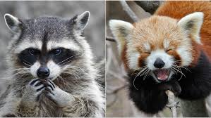 See The Difference Is Master Shifu A Red Panda Or A Raccoon Cgtn About 0% of these are action figure, 3% are stuffed & plush animal.