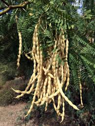 Image result for Xerophyta velutina