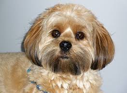 Shorkie A Definitive Review Of The Shih Tzu Yorkie Mix And