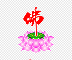 3 biji benih bunga teratai pink lotus bunga hias kolam mudah tumbuh lazada indonesia. Buddhisme Nelumbo Nucifera Tokoh Teratai Buddhisme Daun Bunga Png Pngegg