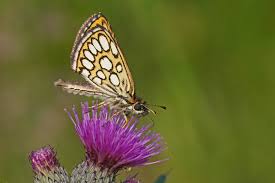 Image result for Heteropterus morpheus