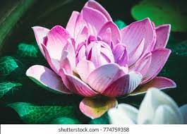 Here we have everything you need, just search our site! Flower Lotos Summer Stock Photo Edit Now 774759358