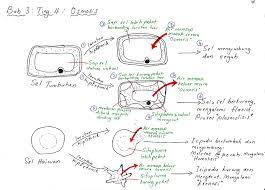 1.0 nutrisi objektif cadangan aktiviti pembelajaran hasil pembelajaran pembelajaran 1.1 memerhati dan. Soalan Biologi Tingkatan 4 Bab 6 Persoalan X