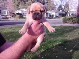 Find dogs for sale in medford, or on oodle classifieds. 1 2french Bulldog 1 2pug Puppy S For Sale In Medford Oregon Classified Americanlisted Com