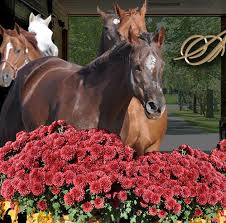 Welcome to Ellis Quarter Horses!