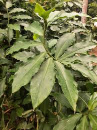Image result for Costus afer
