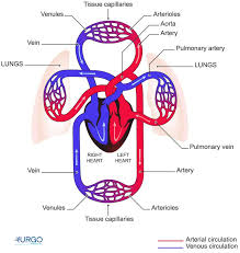 cardiovascular system