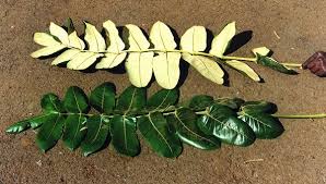 Image result for Polyscias kivuensis