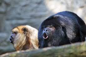 161,567 likes · 54 talking about this. Kinderweltreise Ç€ Paraguay Tiere Pflanzen