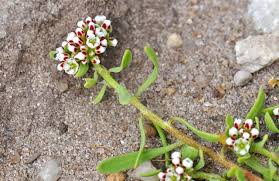 Image result for Corrigiola