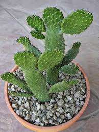 Some cacti spines cause excruciating pain and can cause infections. Consolea Rubescens Road Kill Cactus World Of Succulents Cactus Cactus Plants Container Garden Design