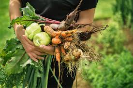 Vente de plantes fleuries vers Aix en Provence - Ma Ferme