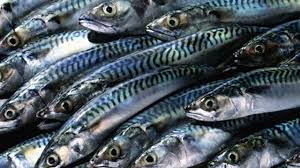 Influx Of Fake Titus Fish Troubles Farmers Marketers The Guardian Nigeria News Nigeria And World Newsfeatures The Guardian Nigeria News Nigeria And World News