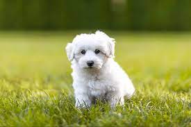 Itsy bitsy sider + where is my tail? 20 Of The Cutest White Dog Breeds Reader S Digest