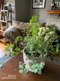 The leaves are arranged in opposite pairs. How To Grow Mint Indoors 3 Growing Methods For Year Round Harvests