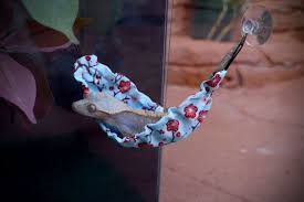 Gecko Lizard Hammock Crested Gecko Gecko Terrarium Gecko