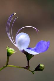 Pin On Flowers So Graceful