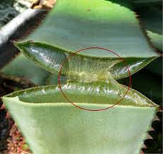 Once out of the old pot, repot the aloe plant in cactus potting mix. In Vitro Study For Use Of Cactus Gel In Enhancing The Mechanical Strengths Of Vegetable Tanned Leathers Under Accelerated Aging Springerlink