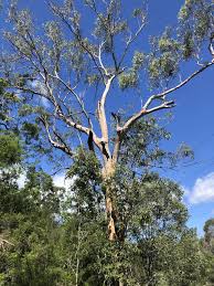 A black base works well for hunting in woods and is the form of camouflage painting done by most diyers, however, a desert khaki or snow white base are also options. How To Paint Trees Detailed Guide Draw Paint Academy